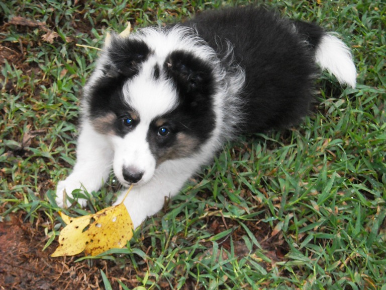 tri female puppy picture