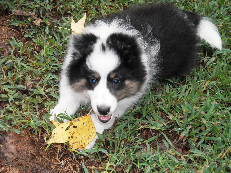 tri female puppy picture