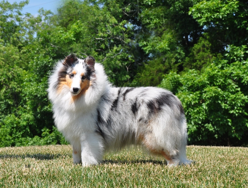 Shetland Sheepdogs